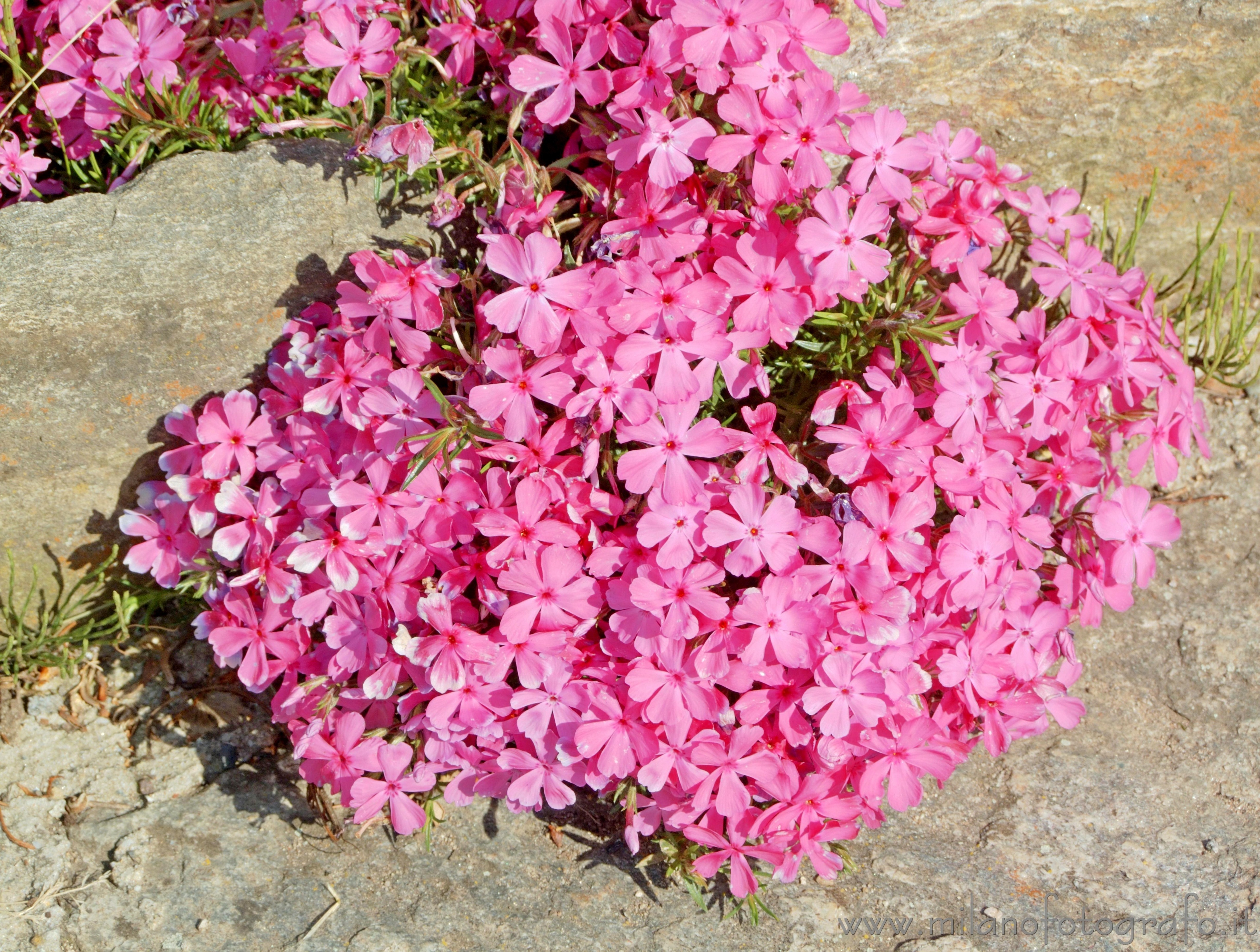 Campiglia Cervo (Biella, Italy) - Phlox paniculata bouquet